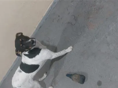 Cachorro raça SRD-ViraLata idade 7 a 11 meses nome Pamonha