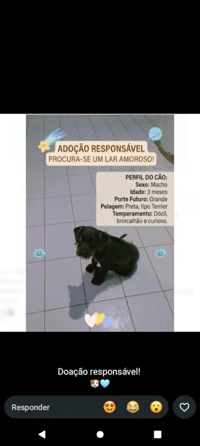 Cachorro raça SRD-ViraLata idade 2 a 6 meses nome duq