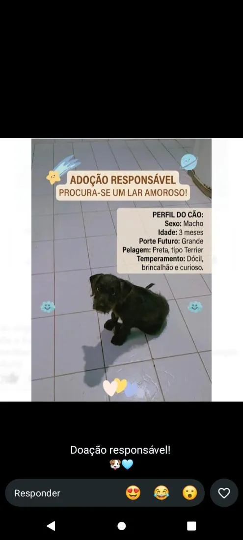 Cachorro raça SRD-ViraLata idade 2 a 6 meses nome duq