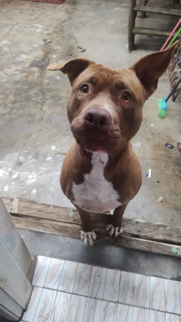 Cachorro raça Pit-Bull idade 1 ano nome Pandora