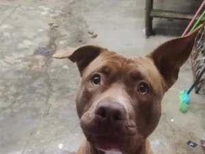 Cachorro raça Pit-Bull idade 1 ano nome Pandora