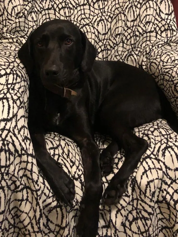 Cachorro raça Labrador idade 3 anos nome Negroni 