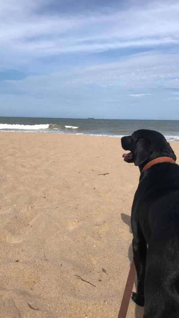 Cachorro raça Labrador idade 3 anos nome Negroni 