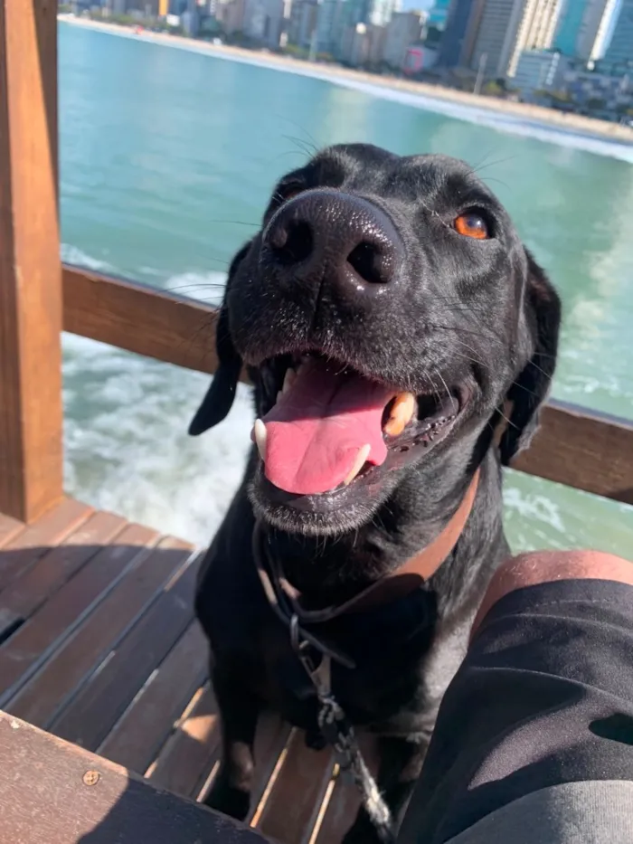 Cachorro raça Labrador idade 3 anos nome Negroni 