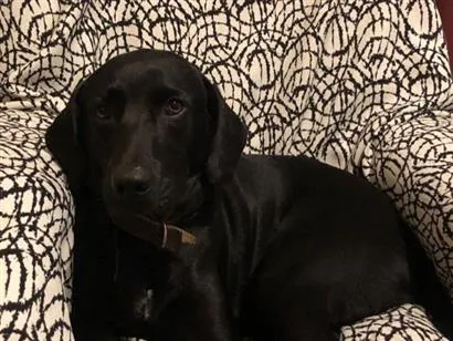 Cachorro raça Labrador idade 3 anos nome Negroni 
