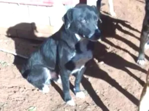 Cachorro raça SRD-ViraLata idade 4 anos nome sorriso