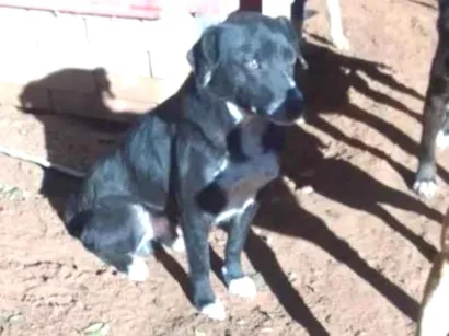 Cachorro raça SRD-ViraLata idade 4 anos nome sorriso