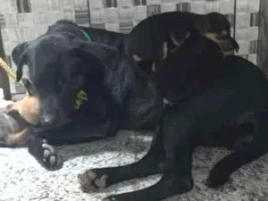 Cachorro raça SRD-ViraLata idade 3 anos nome Trovão