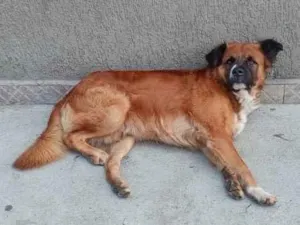 Cachorro raça SRD-ViraLata idade 2 a 6 meses nome Bolinha