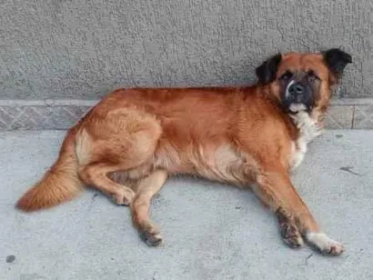 Cachorro raça SRD-ViraLata idade 2 a 6 meses nome Bolinha