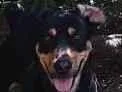 Cachorro raça SRD-ViraLata idade 4 anos nome Apollo