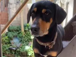 Cachorro raça SRD-ViraLata idade 4 anos nome Apollo