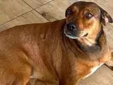 Cachorro raça SRD-ViraLata idade 6 ou mais anos nome Pandora
