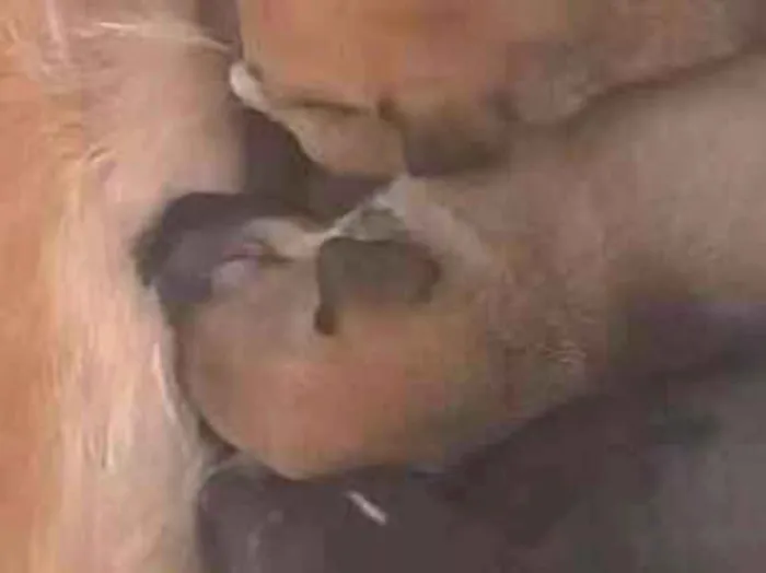 Cachorro raça SRD-ViraLata idade 2 anos nome Canela