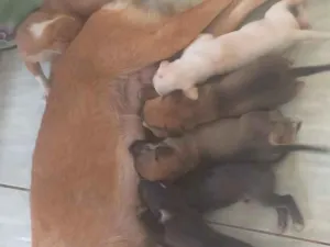Cachorro raça SRD-ViraLata idade 2 anos nome Canela