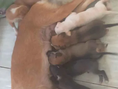 Cachorro raça SRD-ViraLata idade 2 anos nome Canela