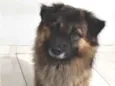 Simba