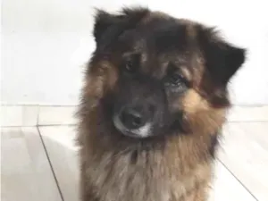 Cachorro raça SRD-ViraLata idade 2 anos nome Simba