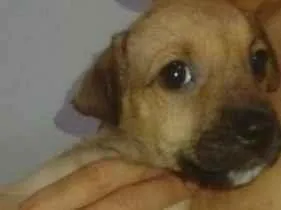 Cachorro raça SRD-ViraLata idade 2 a 6 meses nome lindinha