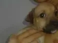 lindinha
