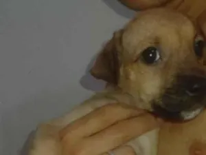 Cachorro raça SRD-ViraLata idade 2 a 6 meses nome lindinha
