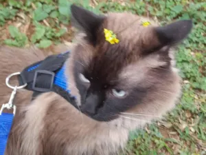 Gato raça Siamês idade 5 anos nome Ninho 