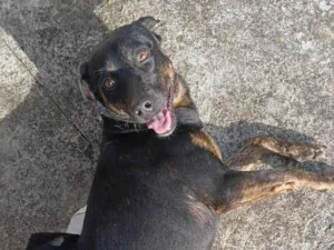 Cachorro raça SRD-ViraLata idade 3 anos nome Thor