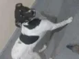 Pamonha