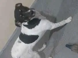 Cachorro raça SRD-ViraLata idade 7 a 11 meses nome Pamonha