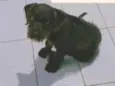 duq