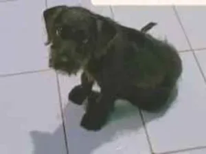 Cachorro raça SRD-ViraLata idade 2 a 6 meses nome duq