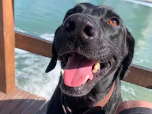 Cachorro raça Labrador idade 3 anos nome Negroni 