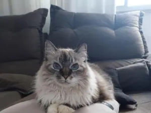 Gato raça SRD-ViraLata idade 6 ou mais anos nome Luna