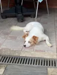 Bolt