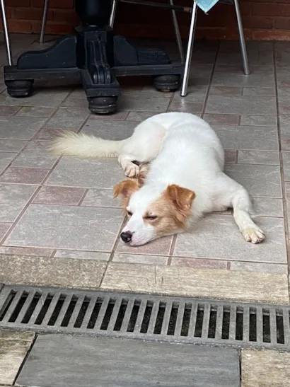 Cachorro raça SRD-ViraLata idade 4 anos nome Bolt
