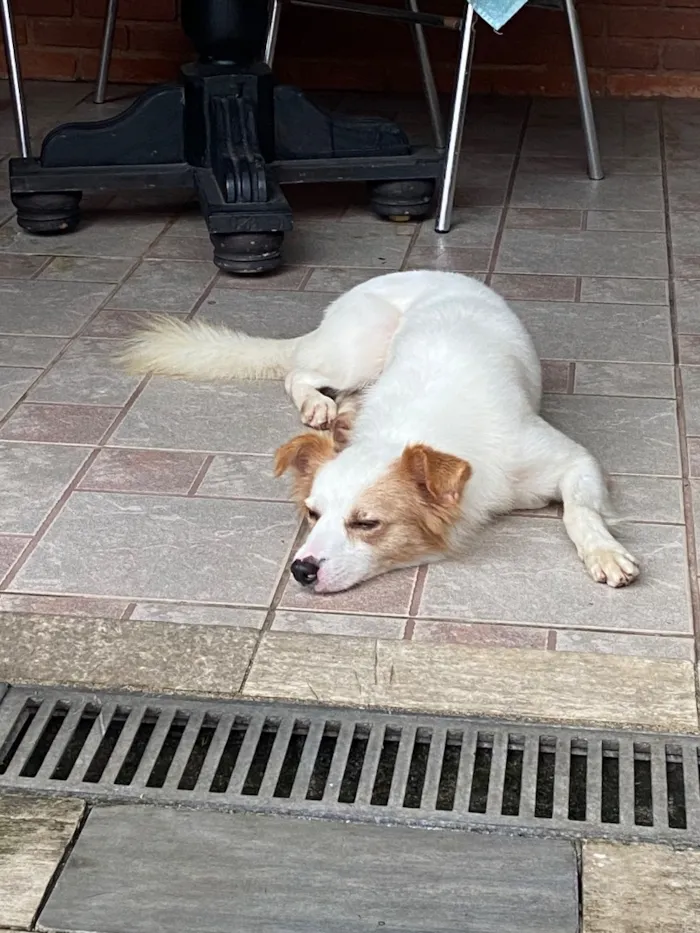 Cachorro raça SRD-ViraLata idade 4 anos nome Bolt