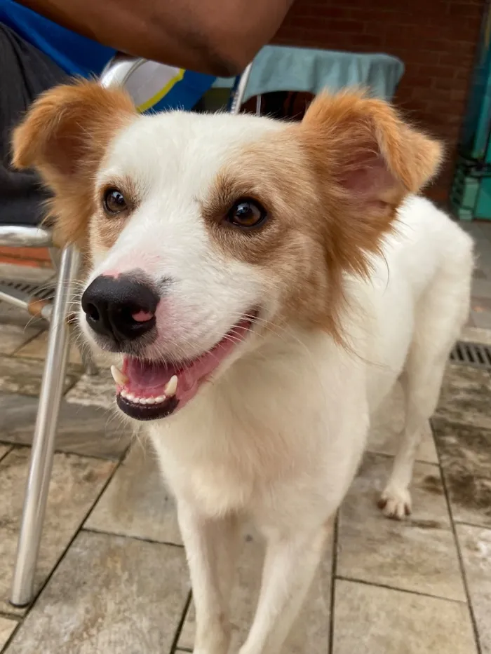 Cachorro raça SRD-ViraLata idade 4 anos nome Bolt