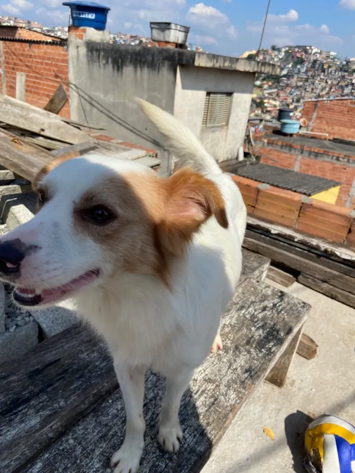 Cachorro raça SRD-ViraLata idade 4 anos nome Bolt