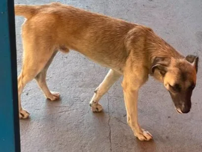 Cachorro raça SRD-ViraLata idade 1 ano nome não tem nome, encontrei o animal 
