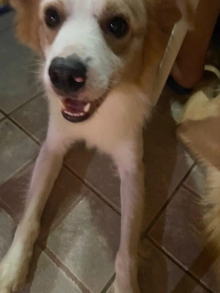 Cachorro raça SRD-ViraLata idade 4 anos nome Bolt