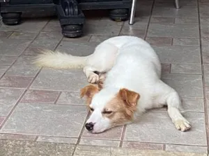 Cachorro raça SRD-ViraLata idade 4 anos nome Bolt