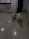 Thor e Loki