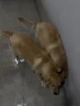 Thor e Loki