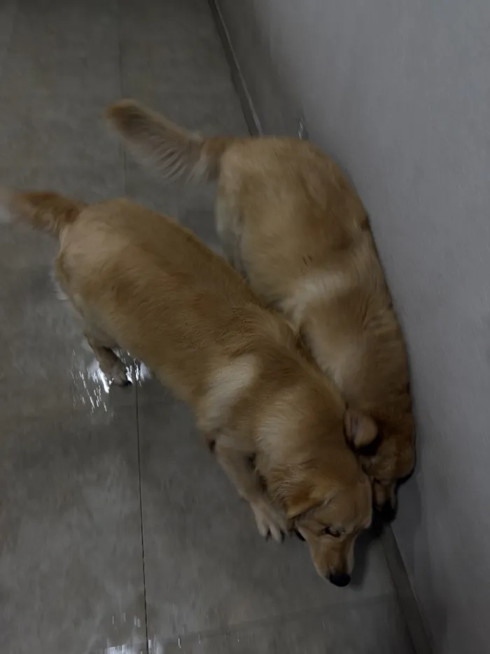 Cachorro raça Labrador idade 2 anos nome Thor e Loki