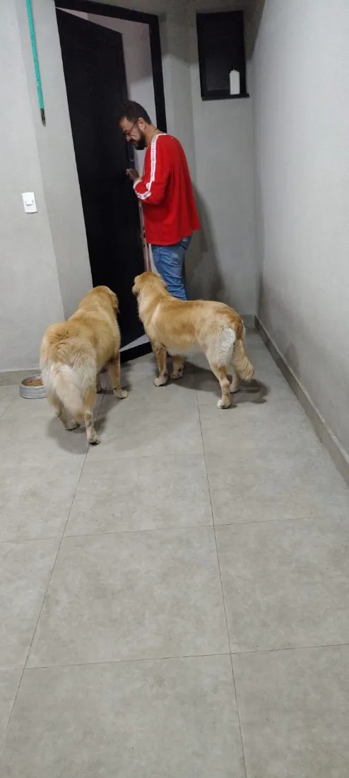 Cachorro raça Labrador idade 2 anos nome Thor e Loki