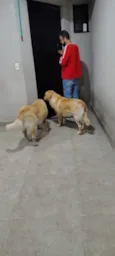Thor e Loki