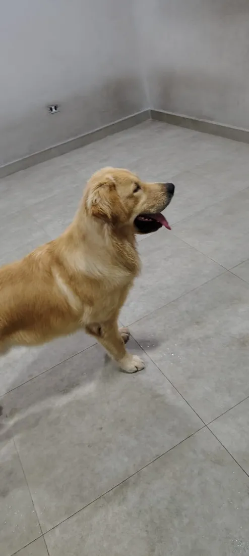 Cachorro raça Labrador idade 2 anos nome Thor e Loki