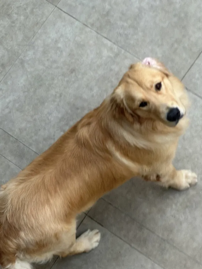 Cachorro raça Labrador idade 2 anos nome Thor e Loki