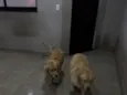 Thor e Loki