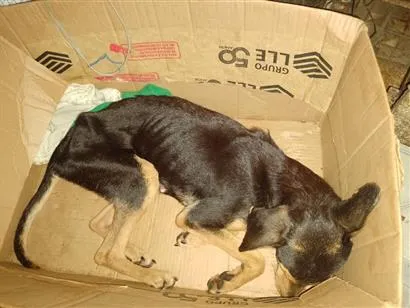 Cachorro raça SRD-ViraLata idade 7 a 11 meses nome Lilica 